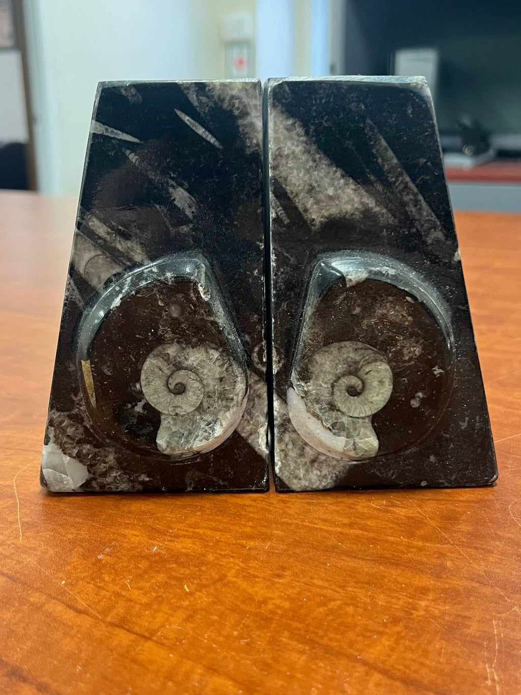 Small Ammonite Bookends