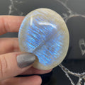 Moonstone Palm