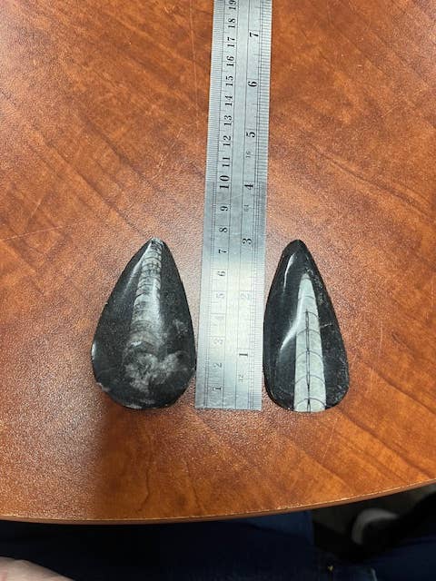 2-3" Orthoceras Fossil