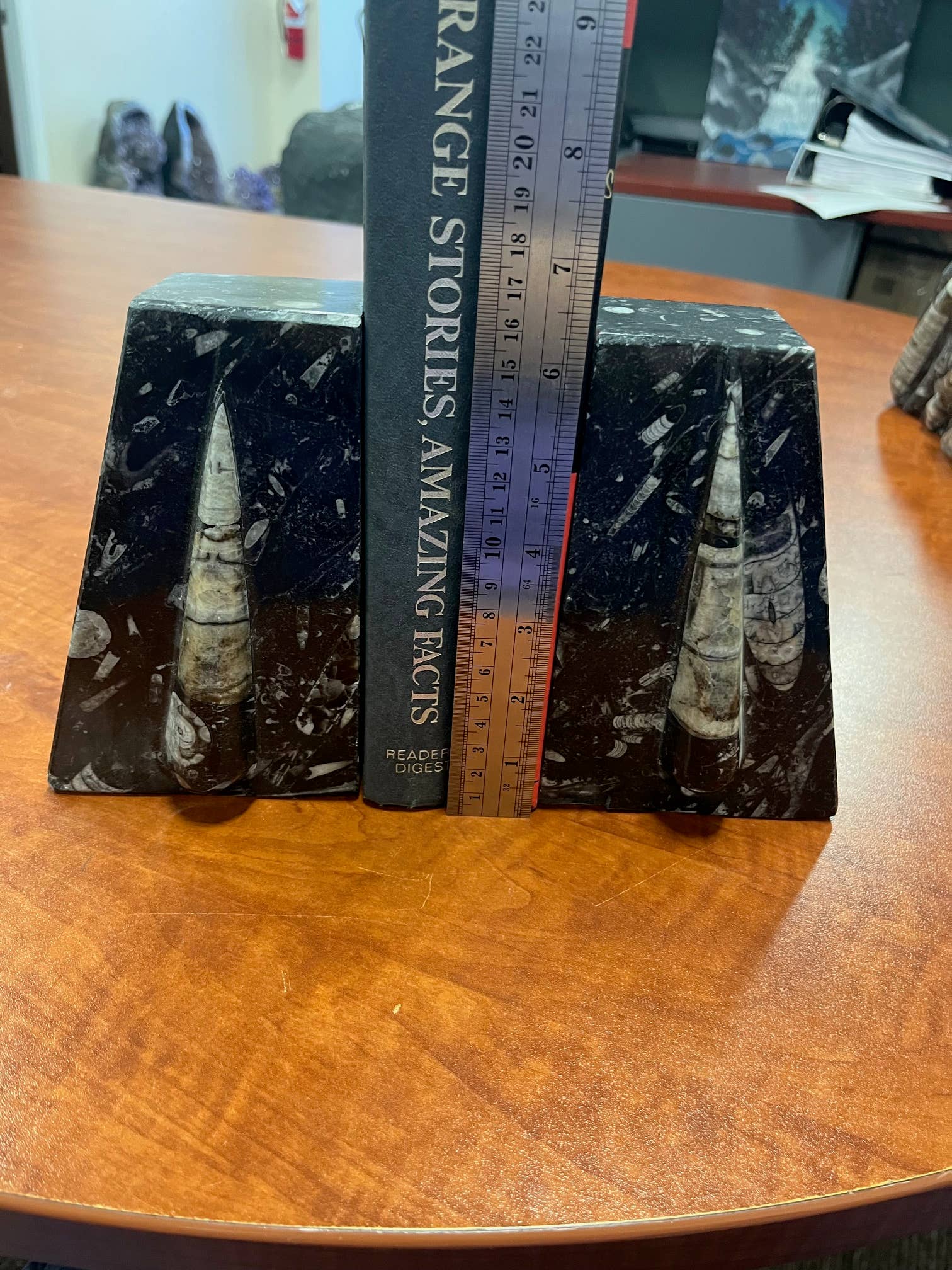 Large Orthoceras Bookends