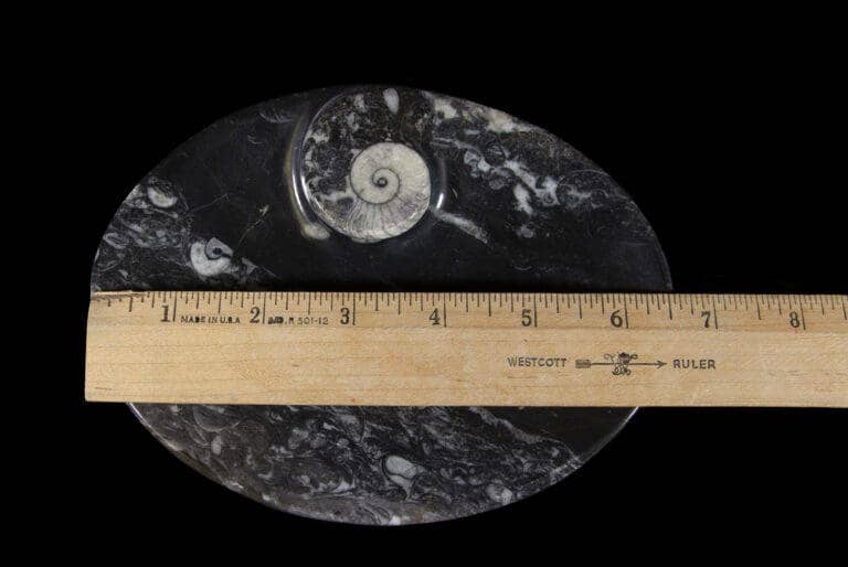 Black Ammonite and Orthoceras Oval Tray