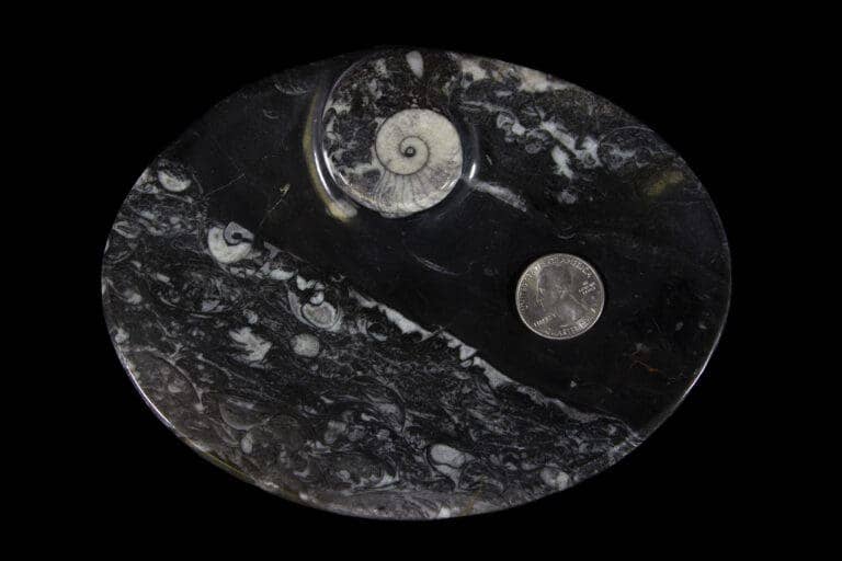 Black Ammonite and Orthoceras Oval Tray