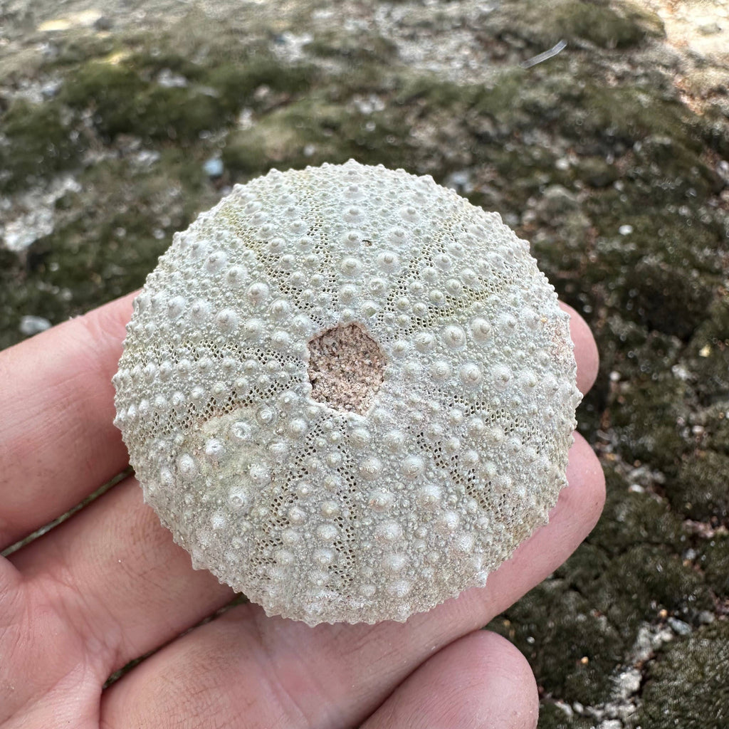 Fossilized Sea Urchin – Sold Individually