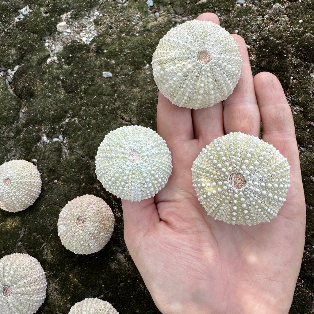 Fossilized Sea Urchin – Sold Individually