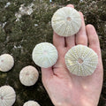 Fossilized Sea Urchin – Sold Individually