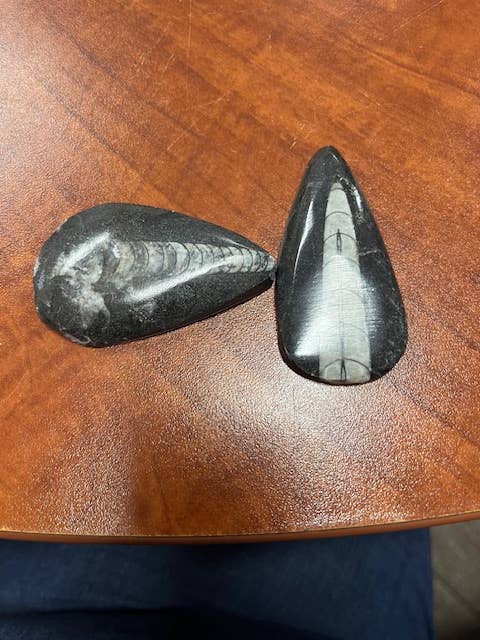 2-3" Orthoceras Fossil