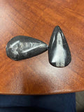 2-3" Orthoceras Fossil
