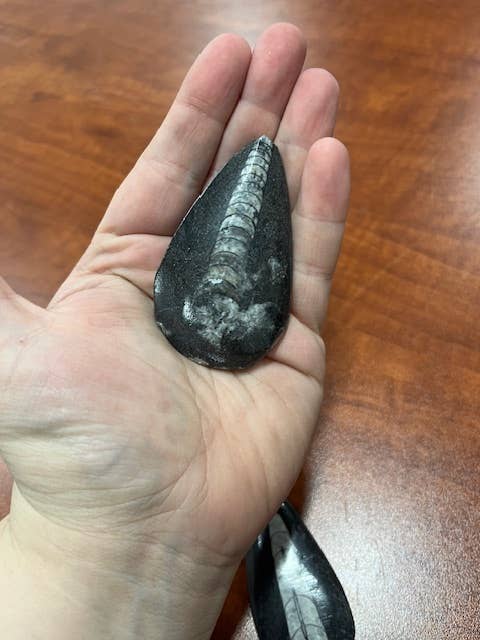 2-3" Orthoceras Fossil