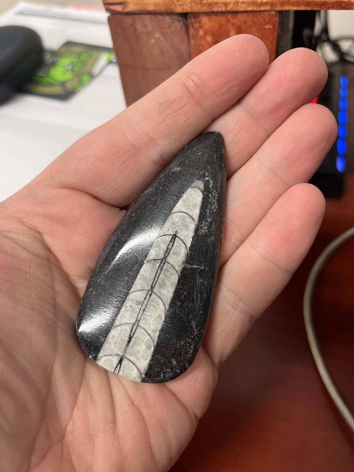 2-3" Orthoceras Fossil