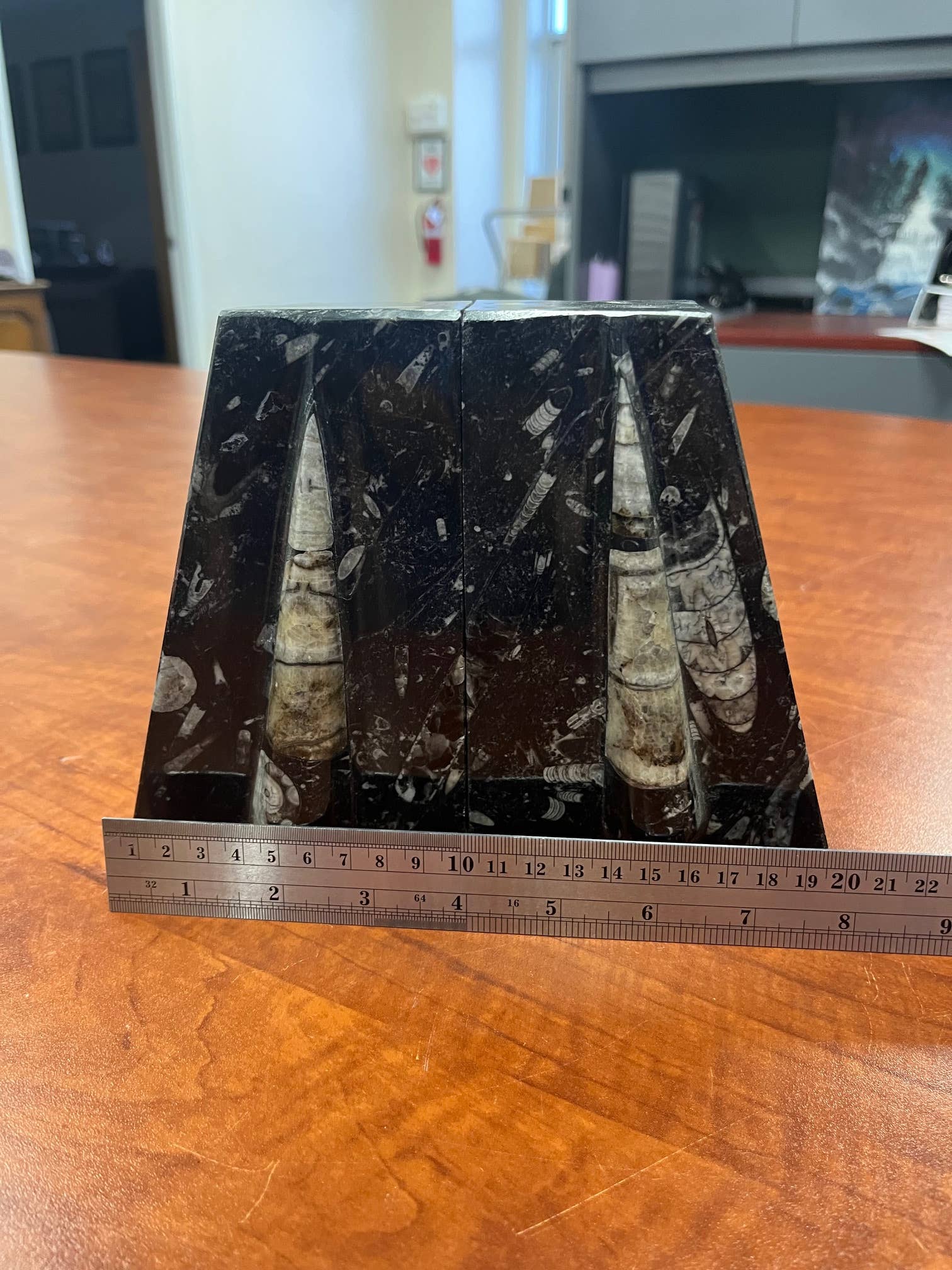Large Orthoceras Bookends