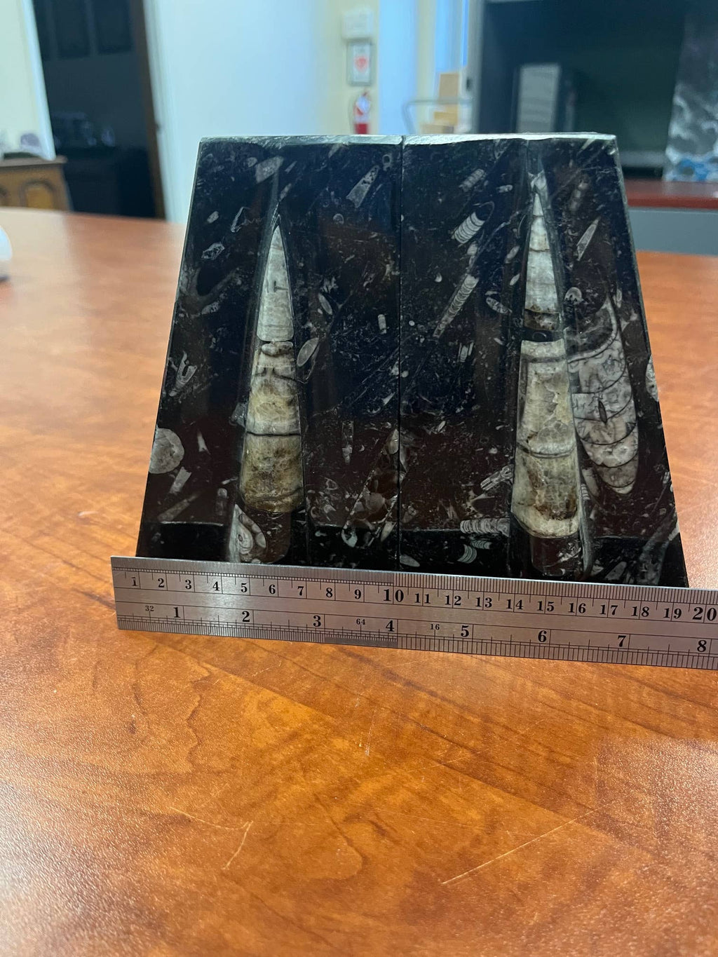Large Orthoceras Bookends