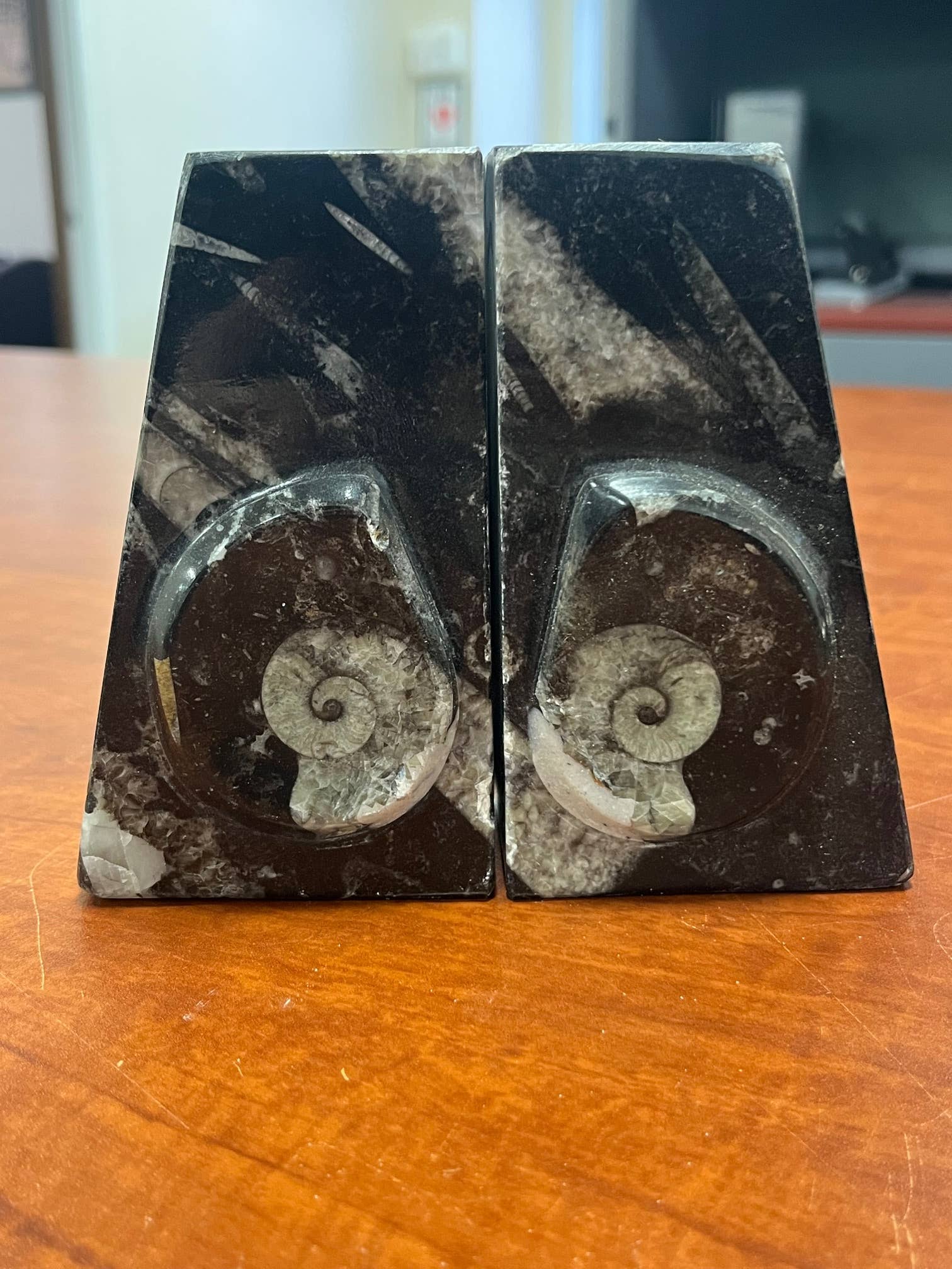 Small Ammonite Bookends