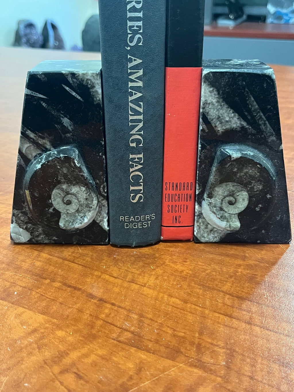 Small Ammonite Bookends