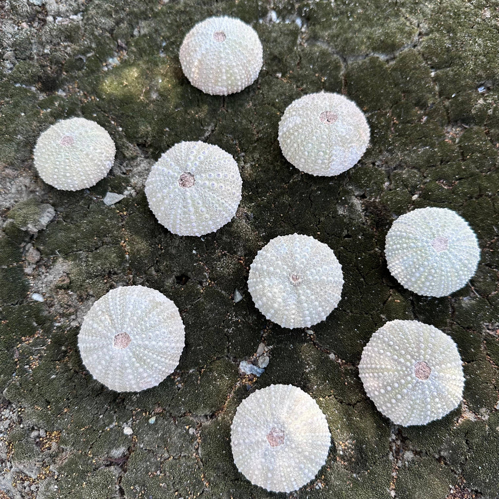 Fossilized Sea Urchin – Sold Individually