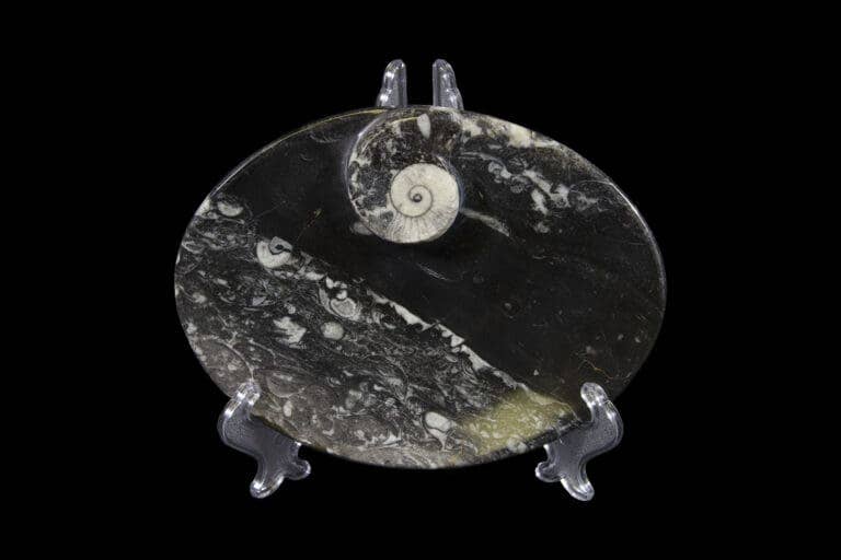 Black Ammonite and Orthoceras Oval Tray
