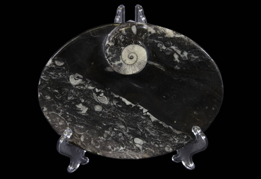 Black Ammonite and Orthoceras Oval Tray