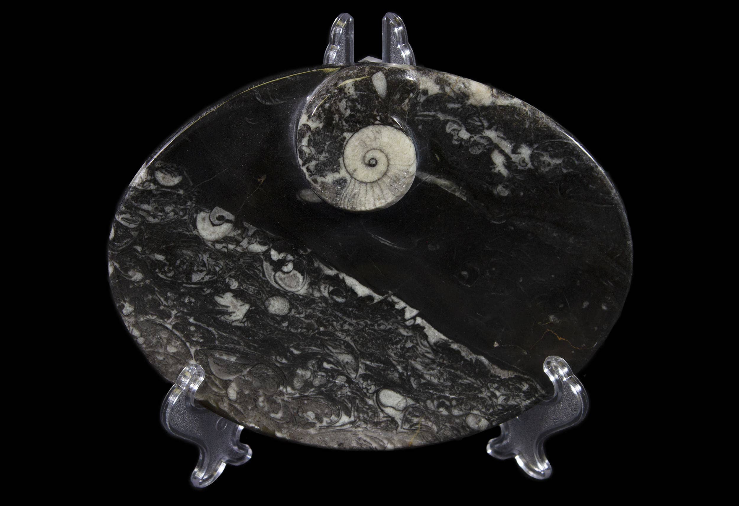Black Ammonite and Orthoceras Oval Tray