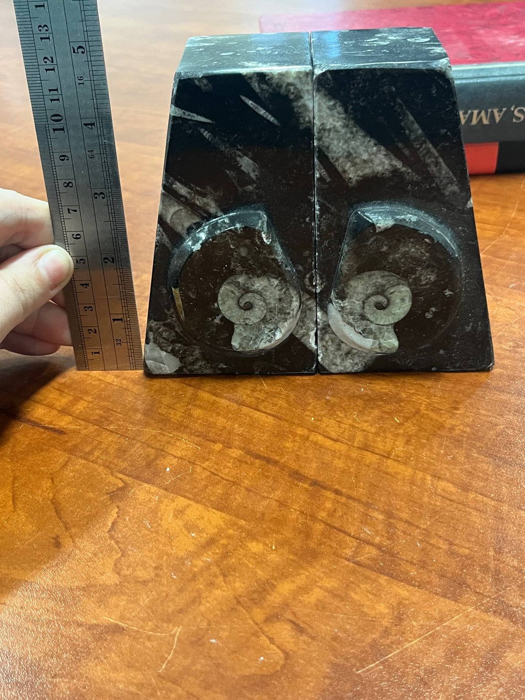 Small Ammonite Bookends